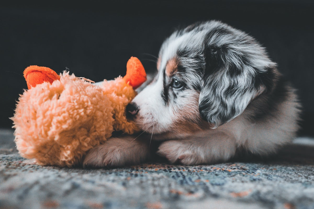 3 ways to calm your puppy through puppy enrichment products —