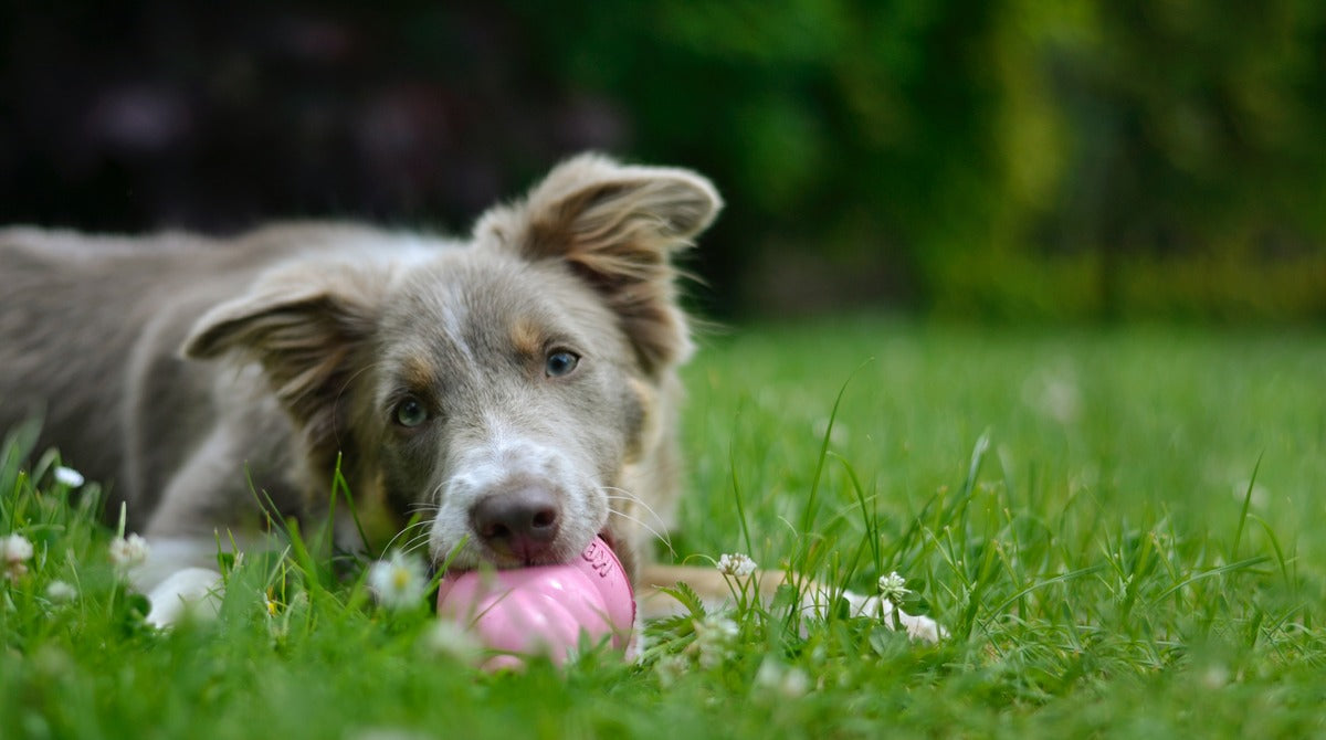 3 ways to calm your puppy through puppy enrichment products —