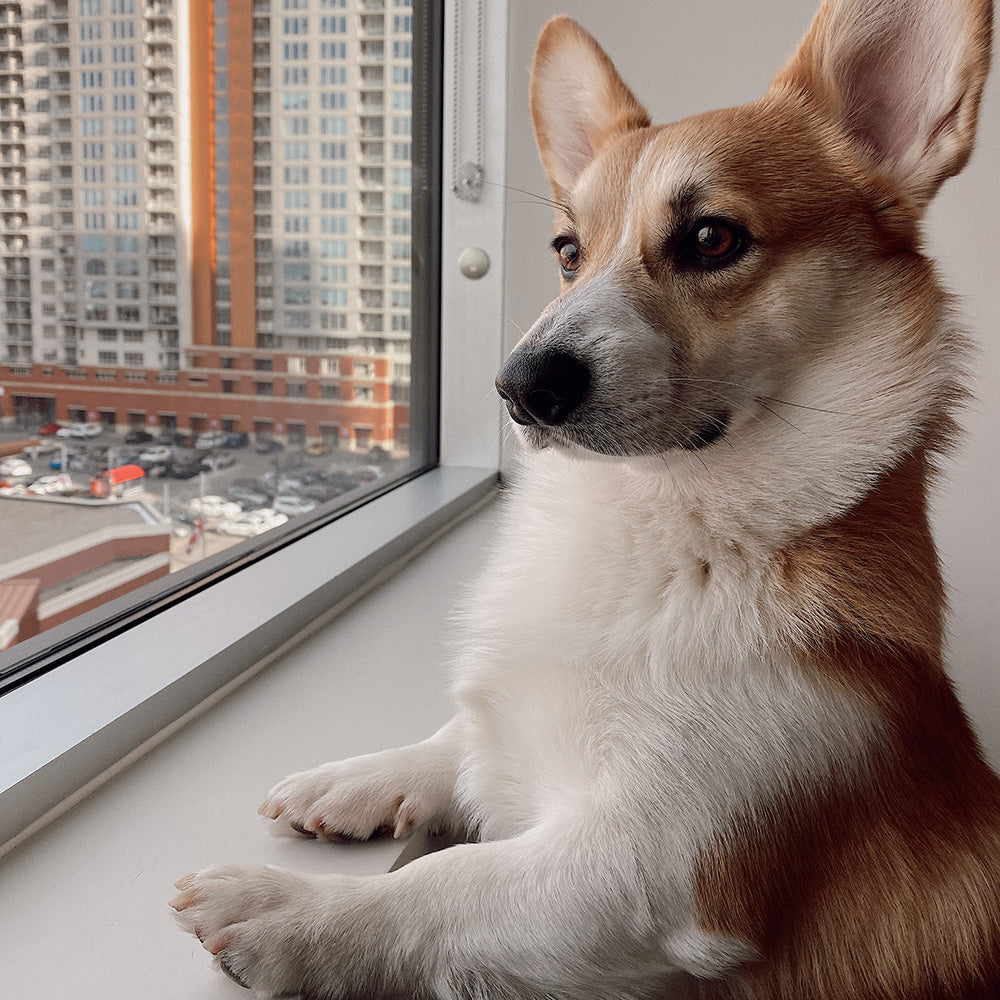 How To Keep Your Dog Occupied When Working From Home