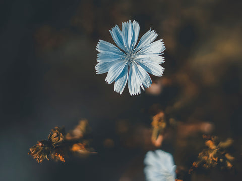 Armonia - bellissimo fiore