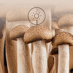 Organic mushroom
