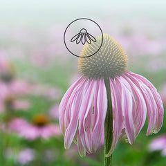 Echinacea