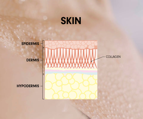 The layer of skin