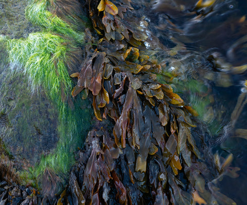 seaweed