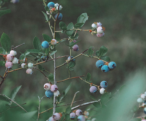 Wild Nordic blueberries