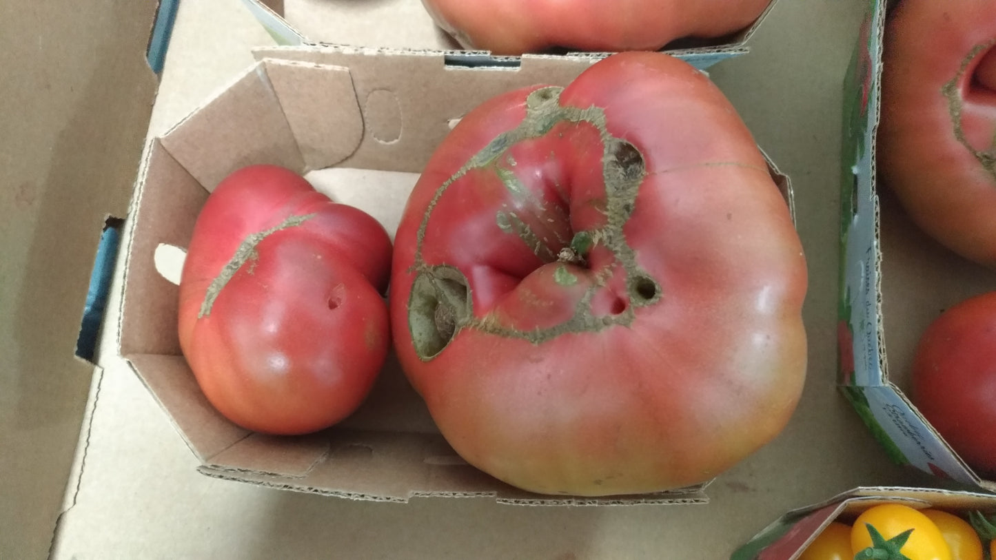 
                  
                    Tomates bio
                  
                