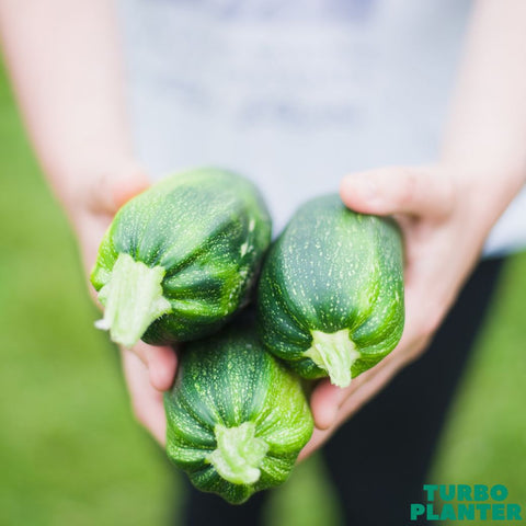 zucchini-anpflanzen-leicht-gemacht-turboplanter