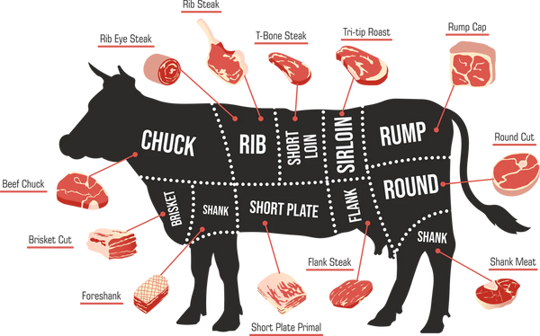 different beef cuts and their locations on a cow