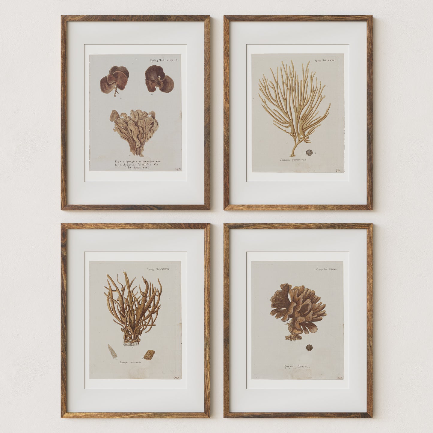 Vintage Wall Art Botanical Prints - Set of 4 Unframed – Sandstone