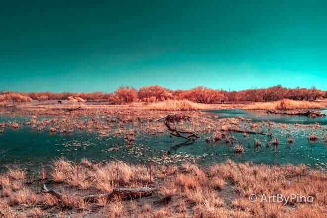 Estero Llano Grande State Park