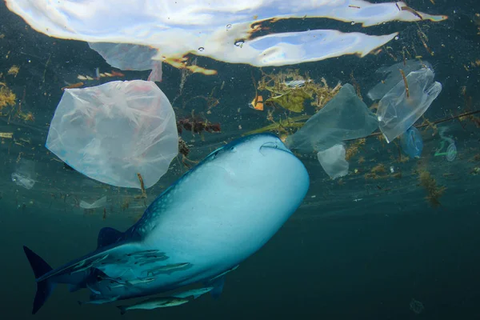 how much plastic is in the ocean each year
