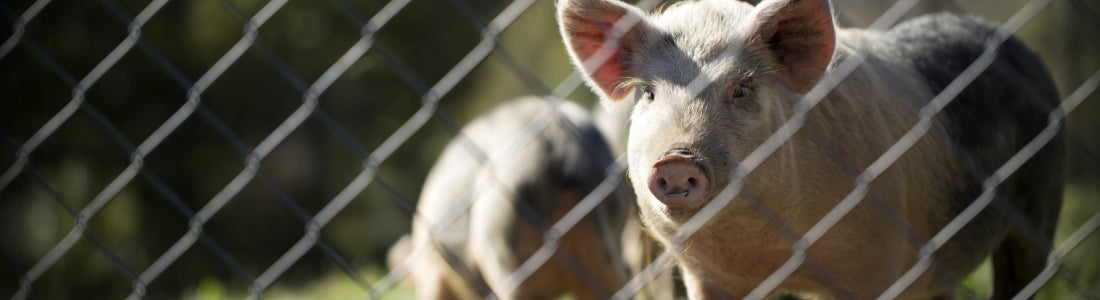 pig farming