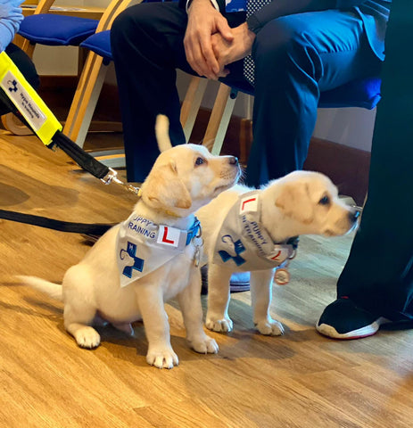 Two hypo hounds diabetic alert dogs in training