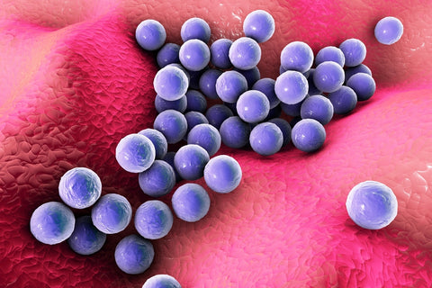 A rendering of staphylococcus aureus bacteria, present in some of the infections that can arise from diabulimia