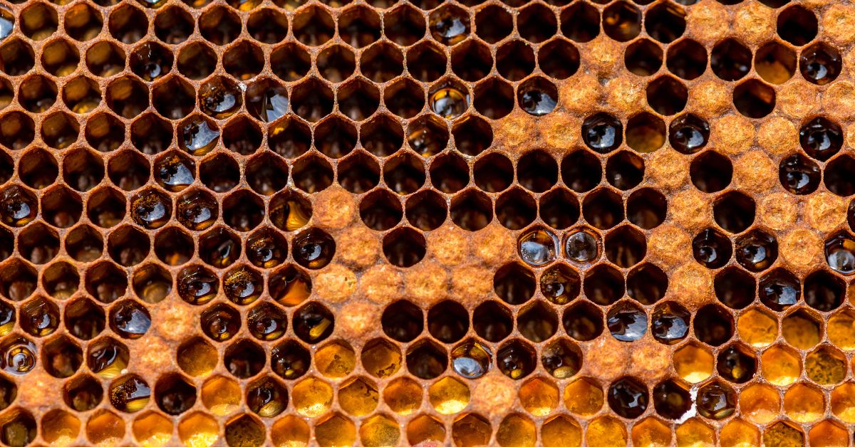 10 Fun Facts About Honeybees and Their Beehives