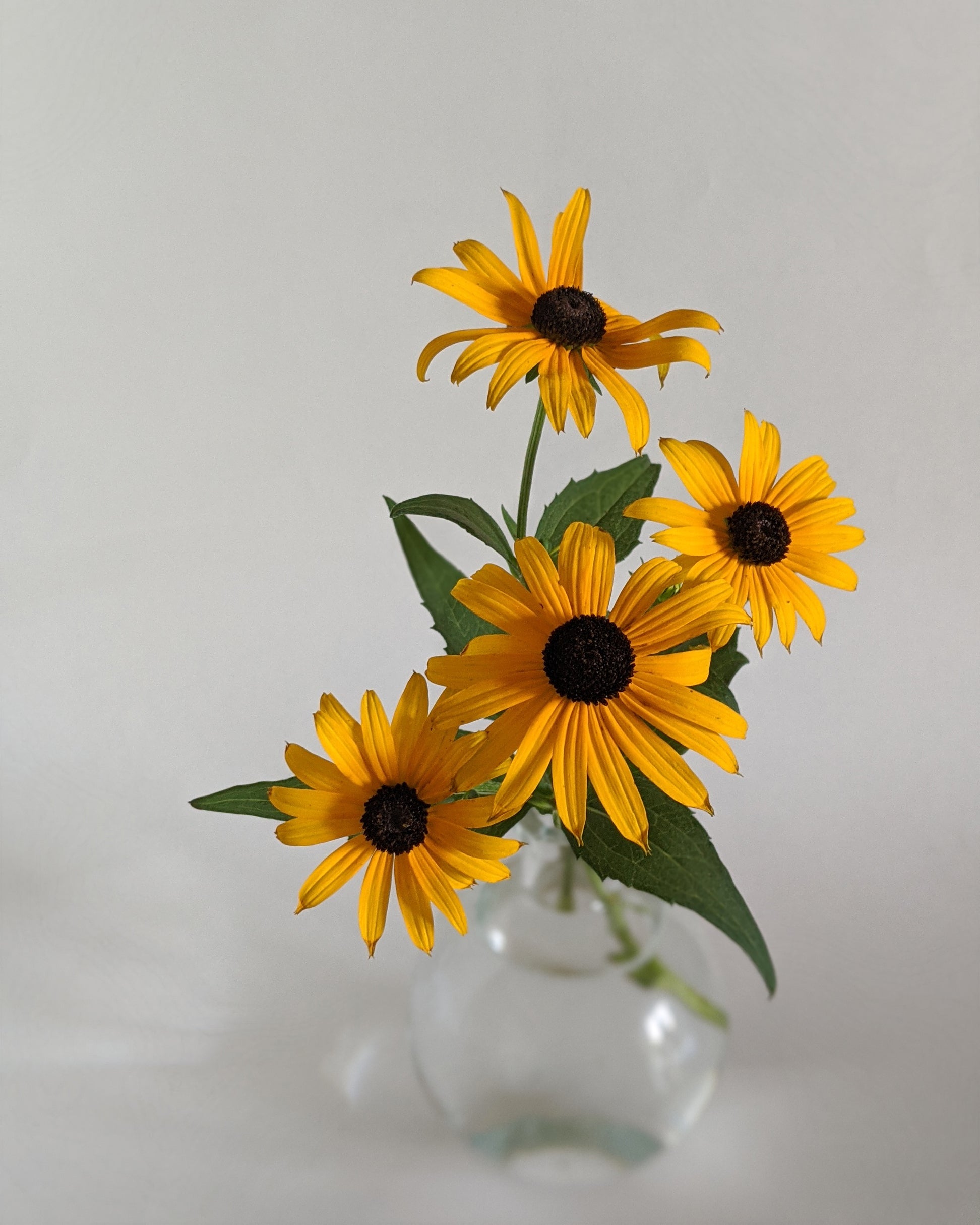 The Black-Eyed Susan within a small bud vase