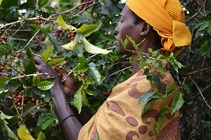 Burundi Harvest