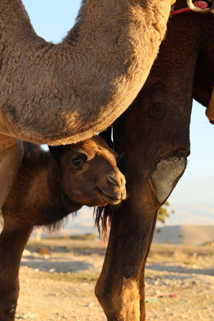 Agafay desert near Marrakech, a shy baby camel hidding between two adults.