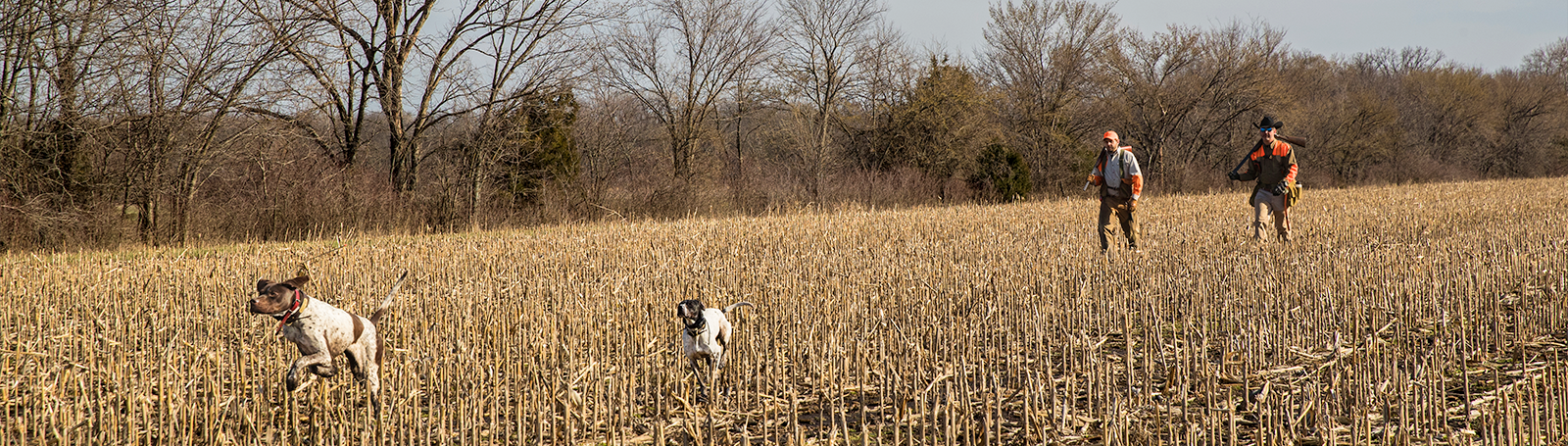 HUNTING & SPORTING DOG - RIPPING IT