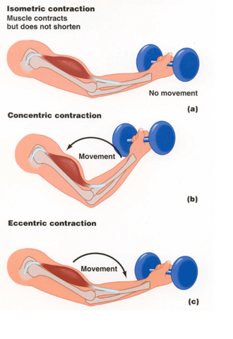 Eccentric Hamstring Training | How Muscle Contracts