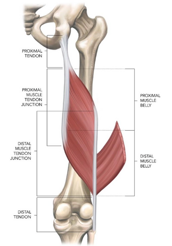 Bones & Parts Of Legs