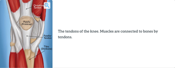 Patellar Tendon