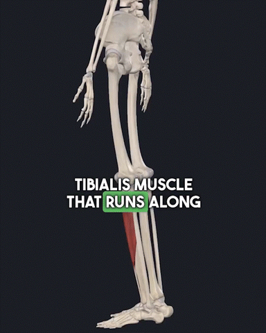 The Tibialis Anterior