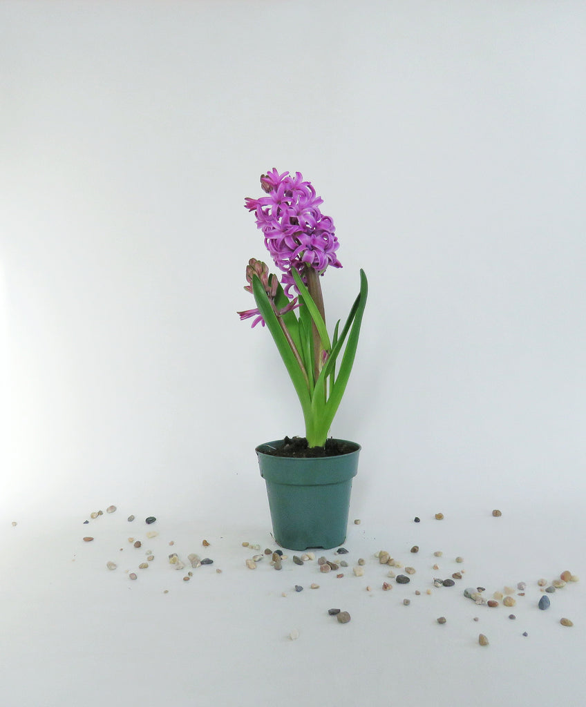 Jacinthe mauve | Hyacinthus – Végétal Design Qc
