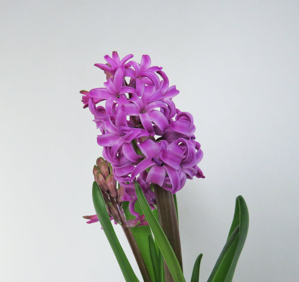 Jacinthe mauve | Hyacinthus – Végétal Design Qc