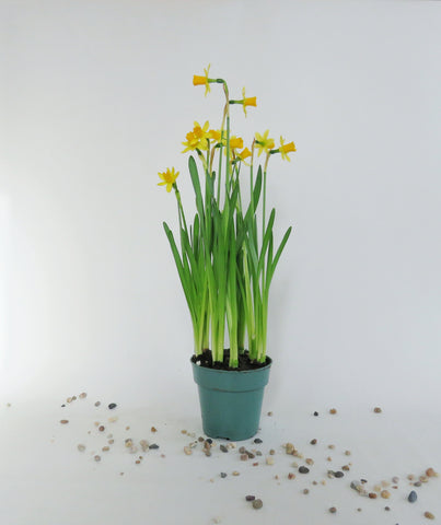 Jonquilles | Narcissus jonquilla – Végétal Design Qc