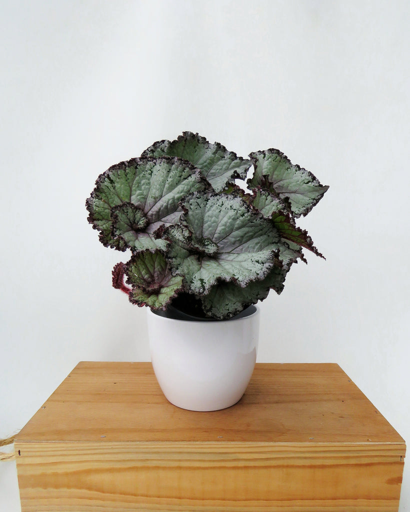 Begonia Rex 'Escargot' – Végétal Design Qc