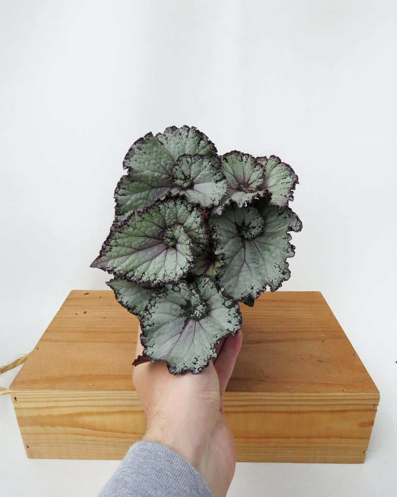 Begonia Rex 'Escargot' – Végétal Design Qc