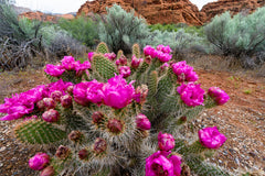 nopal cactus