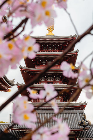 Japanese Temple and Sakura