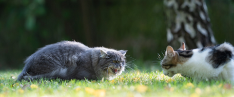 Why do Cats Yowl at Each other?