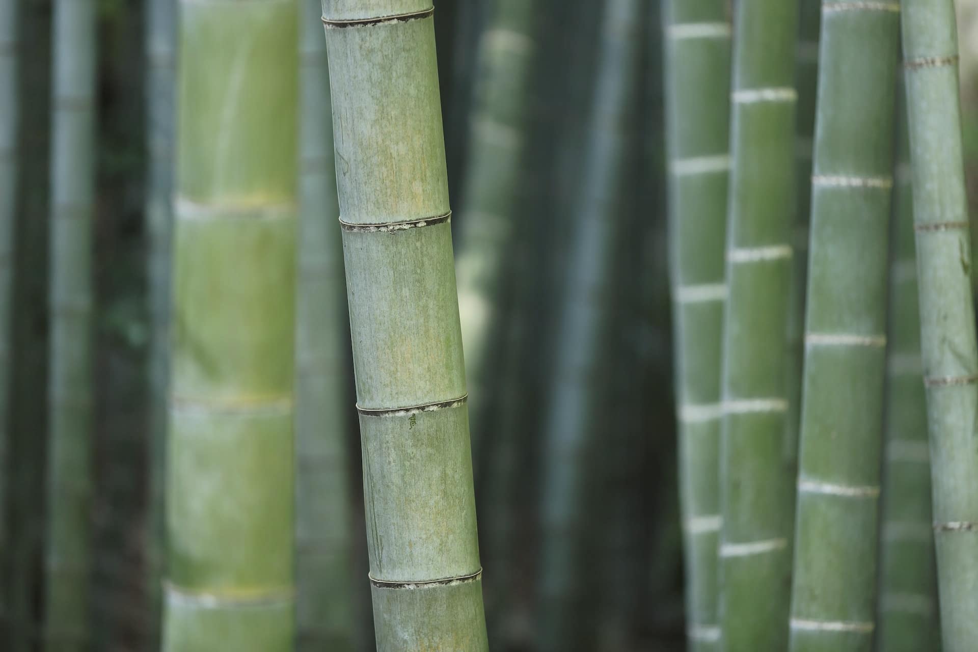 focused closeup of a bamboo tree amongst others