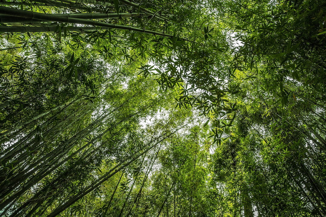 Looking up at the canopy of a bamboo forest