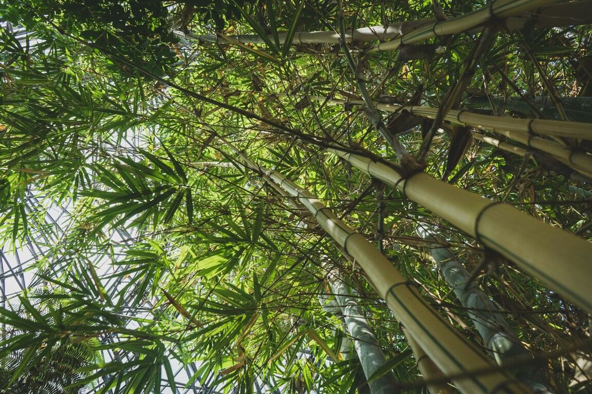 A bamboo forest with many branches