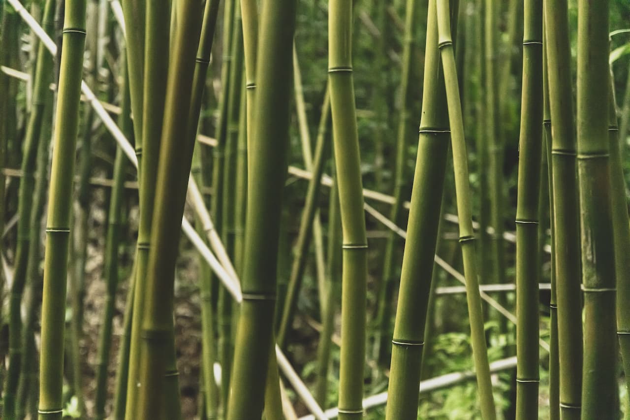 a closeup of bamboo trees