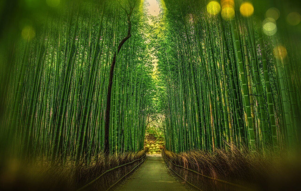 Pathway through a bamboo forest