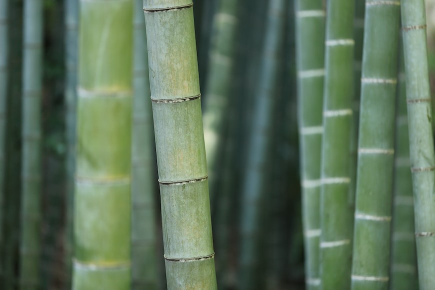 strong and self-replenishing bamboo plant