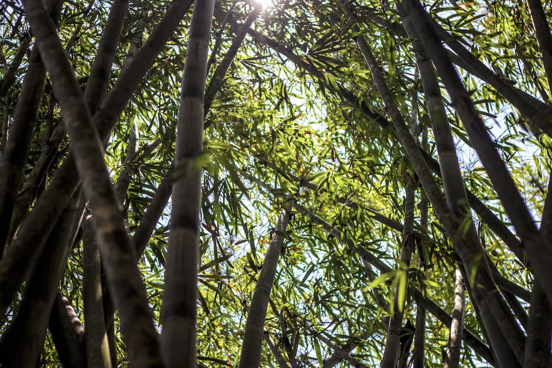 the sun peaking through a bamboo canopy