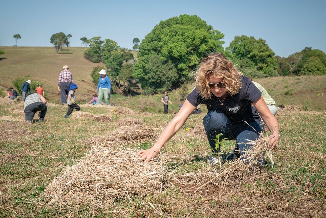 woman planting a tree