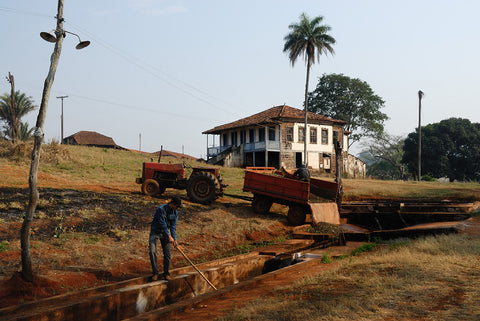 Plantation of conilon cafe in the rural town of Linhares, Espirito