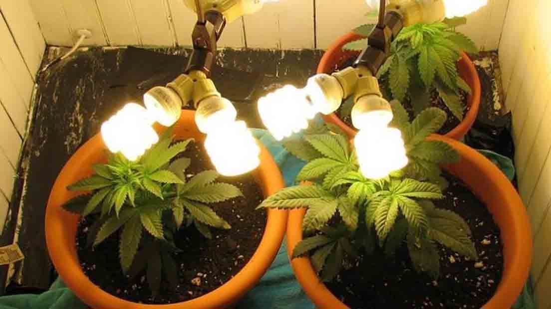 LED Grow Light: Future of Marijuana Industry Master Grower