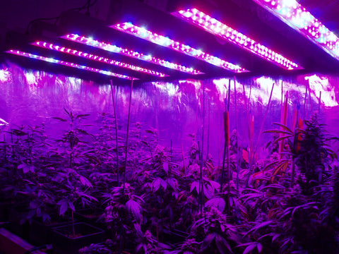 cannabis LED grow light