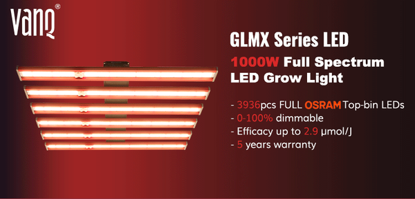 1000watt glmx