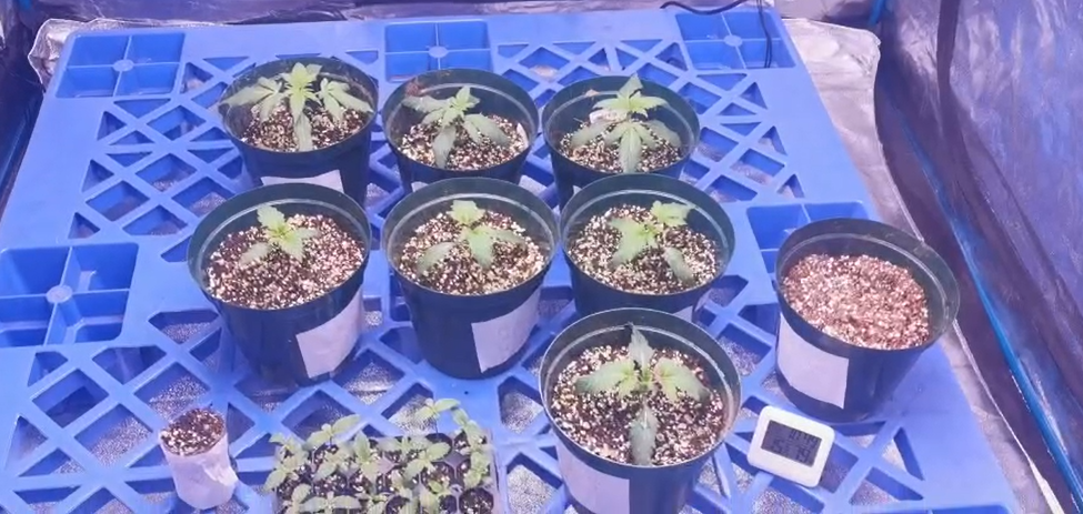 Choose Growing Medium