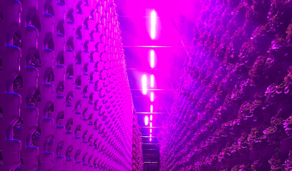 vertical farming LED grow light