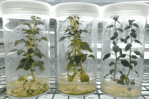 The effect of LED light quality on the growth and development of tissue culture seedlings